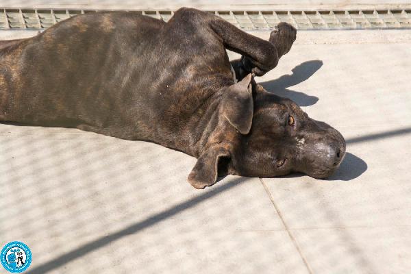 Chanel: non è un accessorio, è una scelta per sempre Foto 5